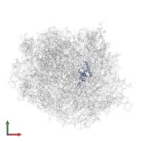 Large ribosomal subunit protein uL24 in PDB entry 8oj5, assembly 1, front view.