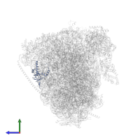 Large ribosomal subunit protein uL24 in PDB entry 8oj5, assembly 1, side view.