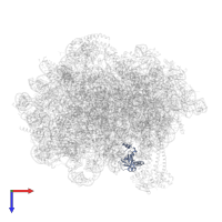 Large ribosomal subunit protein uL24 in PDB entry 8oj5, assembly 1, top view.