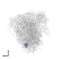 Large ribosomal subunit protein eL38 in PDB entry 8oj5, assembly 1, side view.