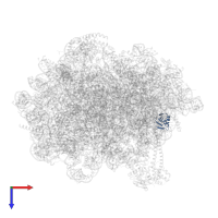 Large ribosomal subunit protein eL38 in PDB entry 8oj5, assembly 1, top view.