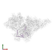 Small ribosomal subunit protein mS23 in PDB entry 8om2, assembly 1, front view.