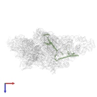 Small ribosomal subunit protein mS26 in PDB entry 8om2, assembly 1, top view.