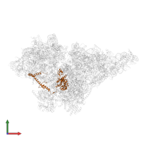 Small ribosomal subunit protein uS2m in PDB entry 8om2, assembly 1, front view.