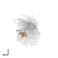 Small ribosomal subunit protein uS2m in PDB entry 8om2, assembly 1, side view.