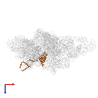 Small ribosomal subunit protein uS2m in PDB entry 8om2, assembly 1, top view.