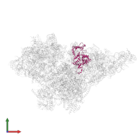 Small ribosomal subunit protein uS4m in PDB entry 8om2, assembly 1, front view.