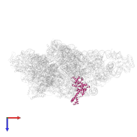 Small ribosomal subunit protein uS4m in PDB entry 8om2, assembly 1, top view.