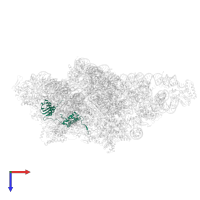 Small ribosomal subunit protein uS9m in PDB entry 8om2, assembly 1, top view.