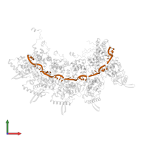 RNA (5'-R(P*CP*CP*CP*CP*CP*CP*C)-3') in PDB entry 8op1, assembly 1, front view.