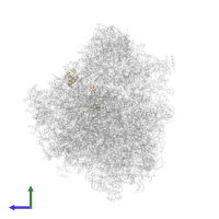 Large ribosomal subunit protein uL15/eL18 domain-containing protein in PDB entry 8ovj, assembly 1, side view.