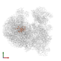 Ribosomal protein L15 in PDB entry 8ovj, assembly 1, front view.