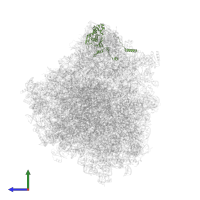 Large ribosomal subunit protein uL18 C-terminal eukaryotes domain-containing protein in PDB entry 8ovj, assembly 1, side view.