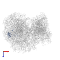 Large ribosomal subunit protein eL18 in PDB entry 8ovj, assembly 1, top view.