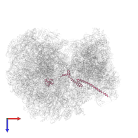 Large ribosomal subunit protein eL19 domain-containing protein in PDB entry 8ovj, assembly 1, top view.