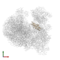 Small ribosomal subunit protein eS1 in PDB entry 8ovj, assembly 1, front view.