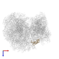 Small ribosomal subunit protein eS1 in PDB entry 8ovj, assembly 1, top view.