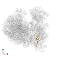 Putative 40S ribosomal protein S11 in PDB entry 8ovj, assembly 1, front view.