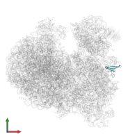 Putative 40S ribosomal protein S21 in PDB entry 8ovj, assembly 1, front view.