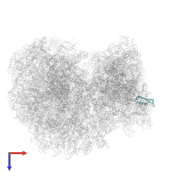 Putative 40S ribosomal protein S21 in PDB entry 8ovj, assembly 1, top view.