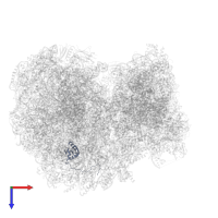 Putative 60S ribosomal protein L23a in PDB entry 8ovj, assembly 1, top view.