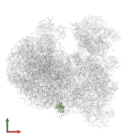 Putative ribosomal protein L38 in PDB entry 8ovj, assembly 1, front view.
