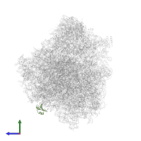 Putative ribosomal protein L38 in PDB entry 8ovj, assembly 1, side view.