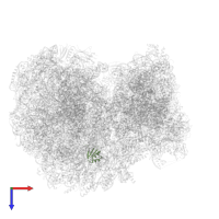 Putative ribosomal protein L38 in PDB entry 8ovj, assembly 1, top view.