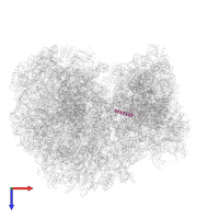 60S ribosomal protein L41 in PDB entry 8ovj, assembly 1, top view.