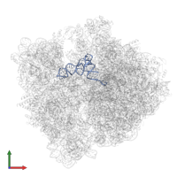 tRNA(fMet) in PDB entry 8p16, assembly 1, front view.