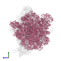 23S ribosomal RNA in PDB entry 8p16, assembly 1, side view.