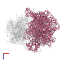 23S ribosomal RNA in PDB entry 8p16, assembly 1, top view.