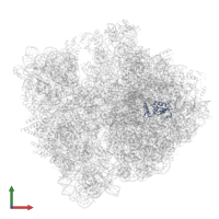 Large ribosomal subunit protein uL13 in PDB entry 8p16, assembly 1, front view.