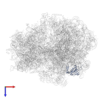 Large ribosomal subunit protein uL13 in PDB entry 8p16, assembly 1, top view.