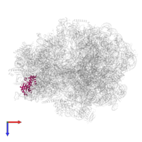 Small ribosomal subunit protein uS4 in PDB entry 8p16, assembly 1, top view.