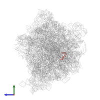 Large ribosomal subunit protein bL34 in PDB entry 8p16, assembly 1, side view.