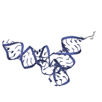 The deposited structure of PDB entry 8p2f contains 2 copies of Rfam domain RF00005 (tRNA) in tRNA. Showing 1 copy in chain L [auth D].