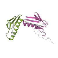 The deposited structure of PDB entry 8p2f contains 2 copies of Pfam domain PF00347 (Ribosomal protein L6) in Large ribosomal subunit protein uL6. Showing 2 copies in chain S [auth K].