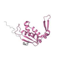 The deposited structure of PDB entry 8p2f contains 1 copy of Pfam domain PF00572 (Ribosomal protein L13) in Large ribosomal subunit protein uL13. Showing 1 copy in chain T [auth M].