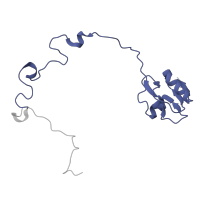 The deposited structure of PDB entry 8p2f contains 1 copy of Pfam domain PF00828 (Ribosomal proteins 50S-L15, 50S-L18e, 60S-L27A) in Large ribosomal subunit protein uL15. Showing 1 copy in chain V [auth O].