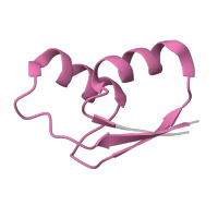 The deposited structure of PDB entry 8p2f contains 1 copy of Pfam domain PF00327 (Ribosomal protein L30p/L7e) in Large ribosomal subunit protein uL30. Showing 1 copy in chain C [auth 3].