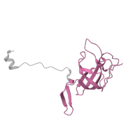 The deposited structure of PDB entry 8p2f contains 1 copy of Pfam domain PF00164 (Ribosomal protein S12/S23) in Small ribosomal subunit protein uS12. Showing 1 copy in chain TA [auth m].