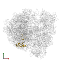 Large ribosomal subunit protein uL3 in PDB entry 8p2g, assembly 1, front view.