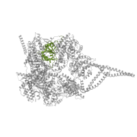 The deposited structure of PDB entry 8pqw contains 1 copy of Pfam domain PF12775 (P-loop containing dynein motor region) in Cytoplasmic dynein 1 heavy chain 1. Showing 1 copy in chain A.