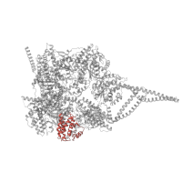 The deposited structure of PDB entry 8pqw contains 1 copy of Pfam domain PF18198 (Dynein heavy chain AAA lid domain) in Cytoplasmic dynein 1 heavy chain 1. Showing 1 copy in chain A.