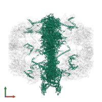 Fatty acid synthase subunit alpha in PDB entry 8prw, assembly 1, front view.