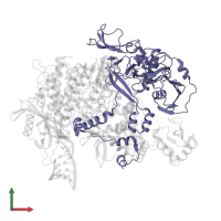 RNA-dependent RNA polymerase in PDB entry 8pt2, assembly 1, front view.