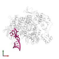 5' vRNA end - vRNA loop (40-mer) in PDB entry 8pt2, assembly 1, front view.
