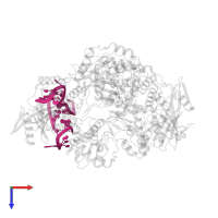 5' vRNA end - vRNA loop (40-mer) in PDB entry 8pt2, assembly 1, top view.
