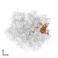 5.8S ribosomal RNA in PDB entry 8pv5, assembly 1, front view.